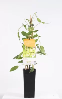 Actinidia Arguta Issai | Kiwibes