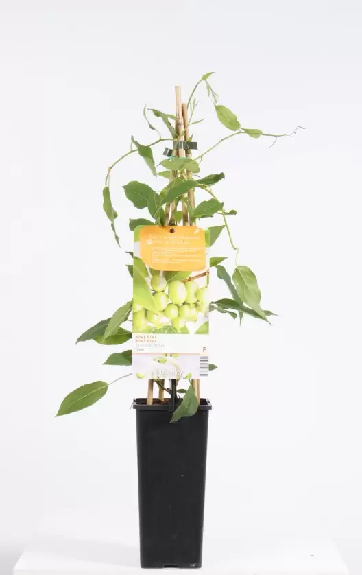 Actinidia Arguta Issai | Kiwibes