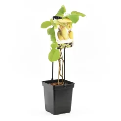 Actinidia Ch. Jenny 4-stok | Kiwiplant