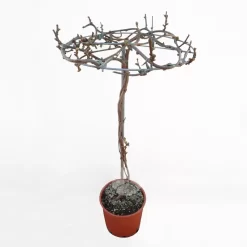 Actinidia Chinensis | Kiwi