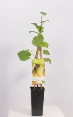 Actinidia Ch. Jenny | Sierkiwi