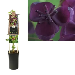 Akebia Quinata | Klimbes