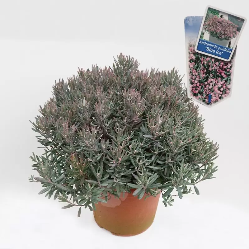 Andromeda Polifolia 'Blue Ice' C5 | Lavendelheide