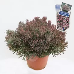 Andromeda Polifolia 'Compacta' C5 | Lavendelheide