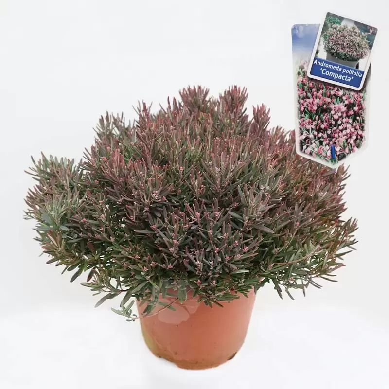 Andromeda Polifolia 'Compacta' C5 | Lavendelheide