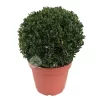 Buxus Bol Pot26cm