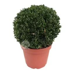Buxus Bol Pot26cm