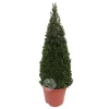 Buxus Pyramide Pot26cm