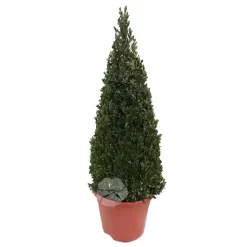 Buxus Pyramide Pot26cm
