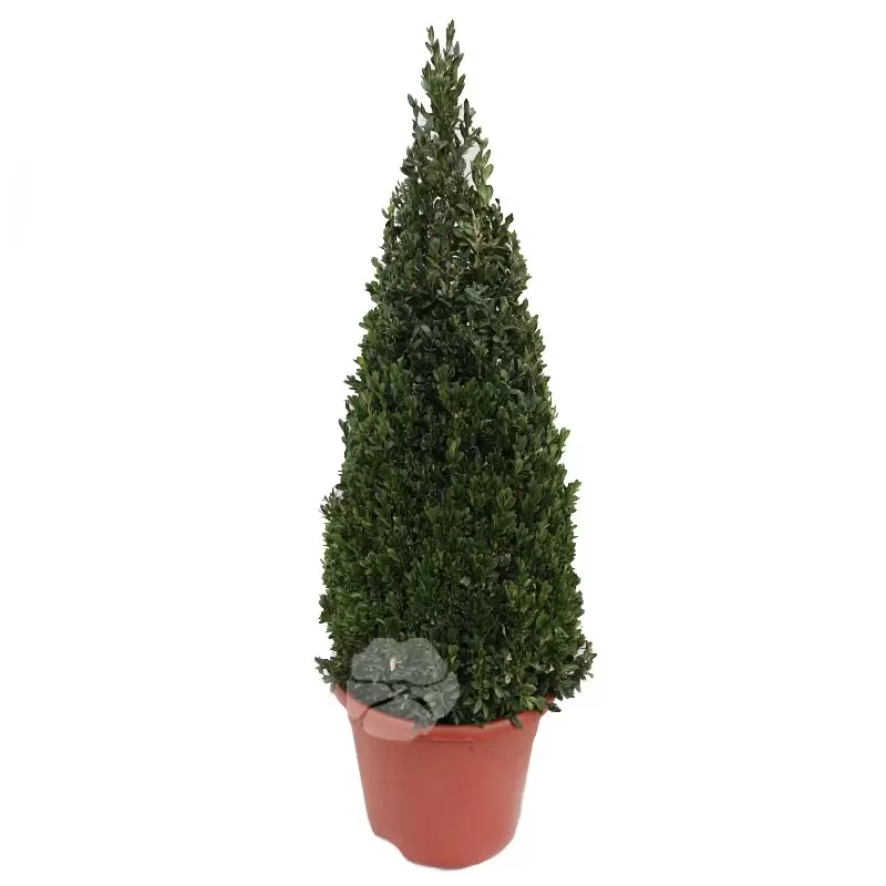 Buxus Pyramide Pot26cm