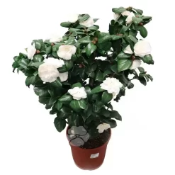 Camellia Japonica| Japanse Roos