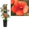 Campsis T. 'Madame Galen' | Trompetbloem