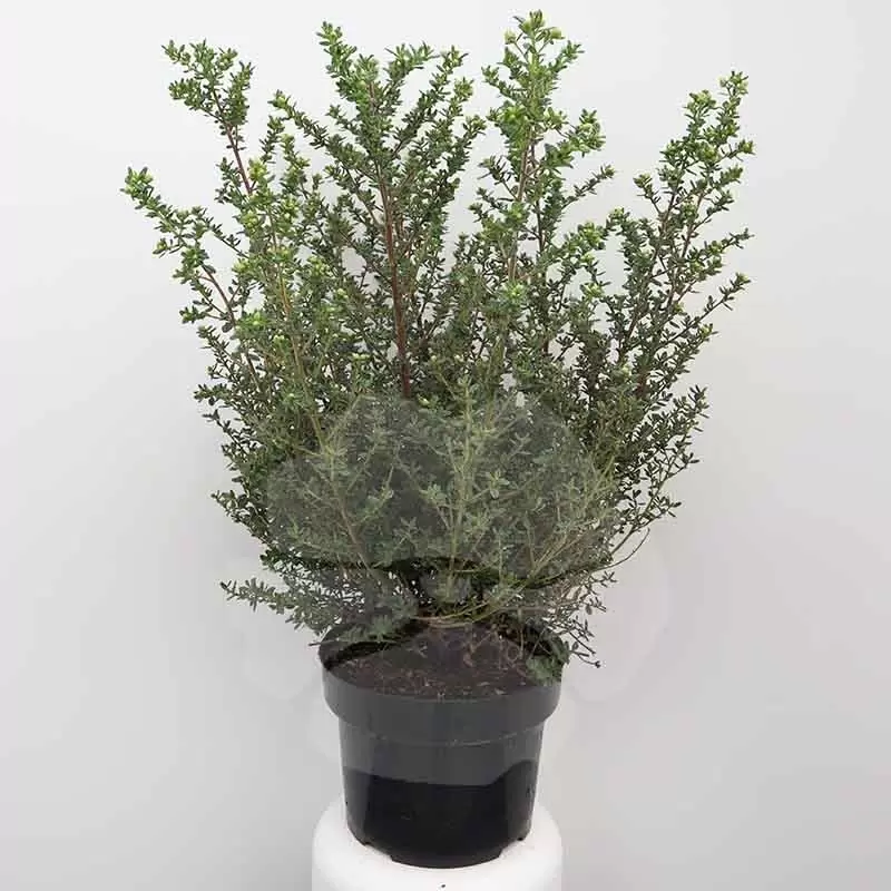 Ceanothus 'Puget Blue' C5 | Amerikaanse Sering