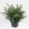 Ceanothus Thyrs. Repens C5| Amerikaanse Sering