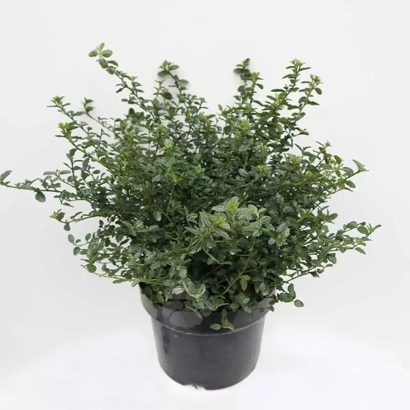 Ceanothus Thyrs. Repens C5| Amerikaanse Sering