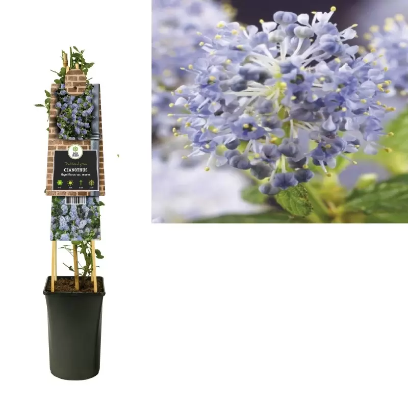 Ceanothus Thyrsiflorus Var. Repens | Kruipende Amerikaanse Sering Pot16cm