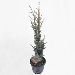 Cedrus Atlantica Glauca | Blauwe Atlas Ceder