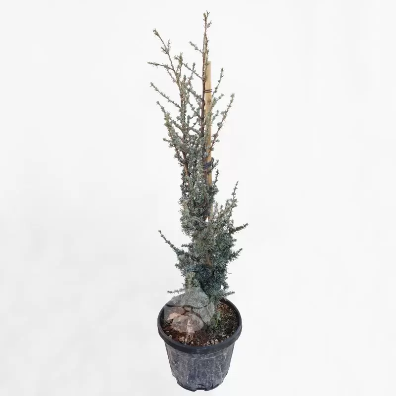 Cedrus Atlantica Glauca | Blauwe Atlas Ceder