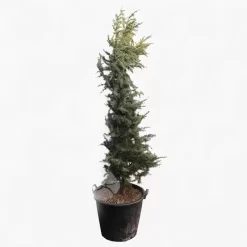 Cedrus Deodara Aurea | Himalya Ceder