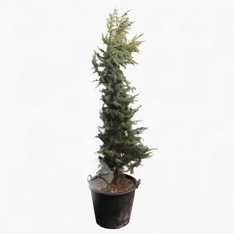 Cedrus Deodara Aurea | Himalya Ceder