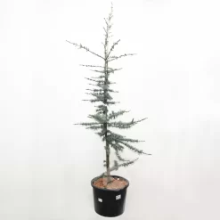 Cedrus Libani Glauca | Blauwe Ceder