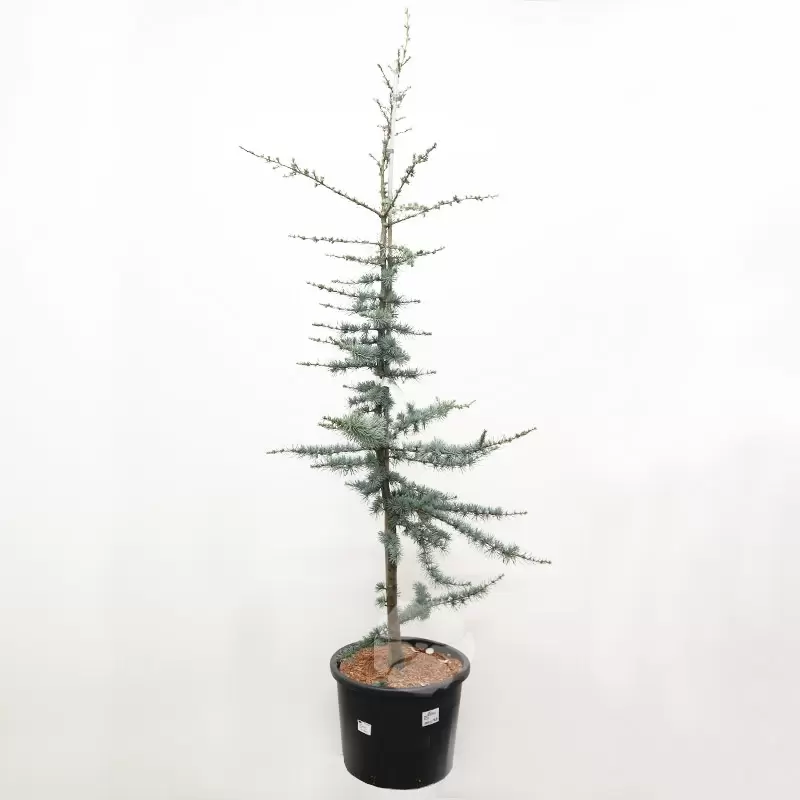 Cedrus Libani Glauca | Blauwe Ceder
