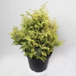 Chamaecyparis Obtusa 'Spirited' | Cypres