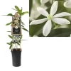 Clematis Armandii | Bosrank Pot16cm