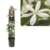 Clematis Armandii | Bosrank