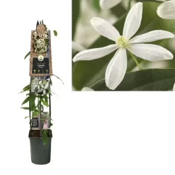 Clematis Armandii | Bosrank
