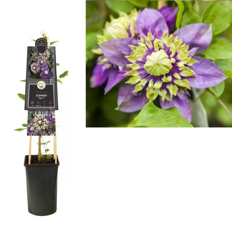 Clematis Florida 'Taiga' PBR