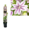 Clematis 'Nelly Moser'