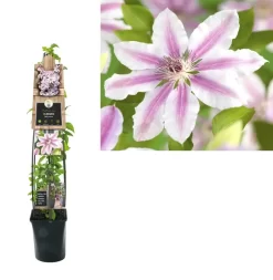 Clematis 'Nelly Moser'