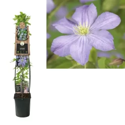 Clematis 'Prince Charles' | Bosrank