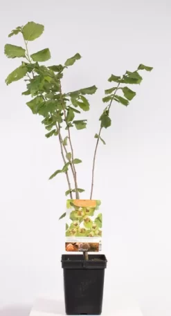 Corylus Avellana Halle'sche Riesen