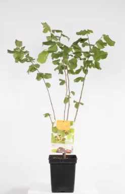 Corylus Avellana Cosford