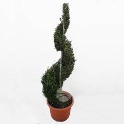 Cupressocyparis Leyl. Castlewellan Gold | Gele Conifeer