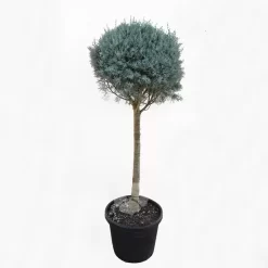 Cupressus Arizonica | Amerikaanse Cipres