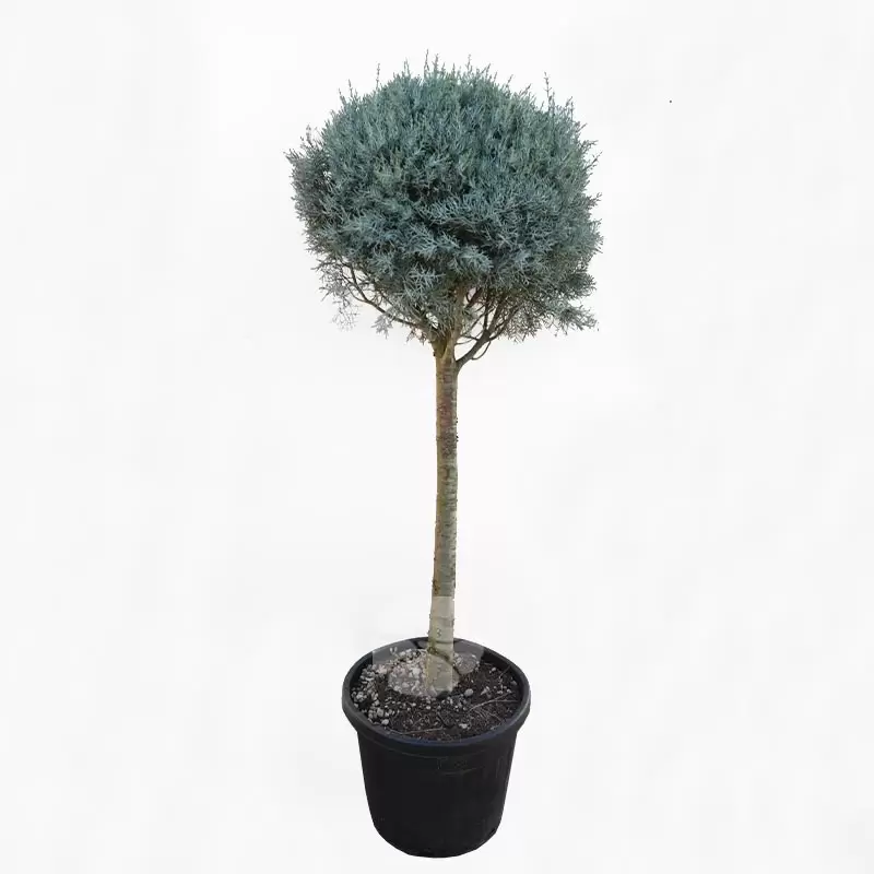 Cupressus Arizonica | Amerikaanse Cipres