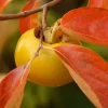 Diospyros Kaki | Kakiboom