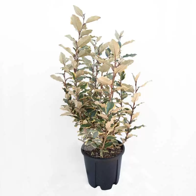 Eleagnus Ebb. Viveleg | Olijfwilg