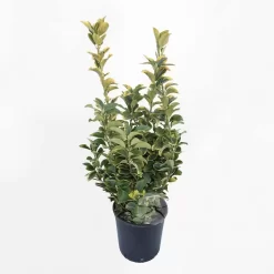 Euonymus Jap. Aureus | Kardinaalsmuts