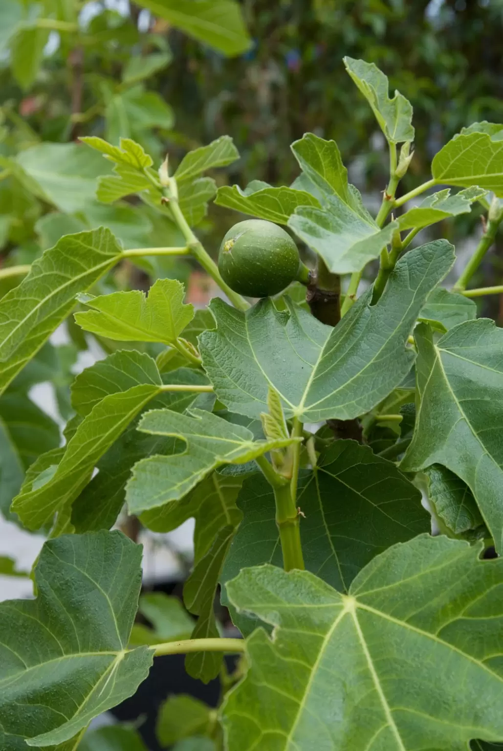 Ficus Carica Pot | Vijgenboom - Afbeelding 2