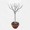 Ficus Carica Pot | Vijgenboom