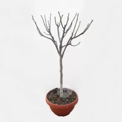 Ficus Carica Pot | Vijgenboom