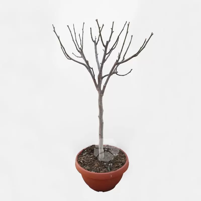 Ficus Carica Pot | Vijgenboom