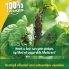 Gaasvlieg Tegen Bladluis 50m² Ecostyle