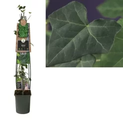 Hedera Hibernica | Klimop