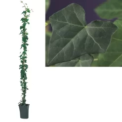 Hedera Hibernica