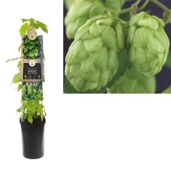 Humulus Lupulus 'Nordbrau' | Hop
